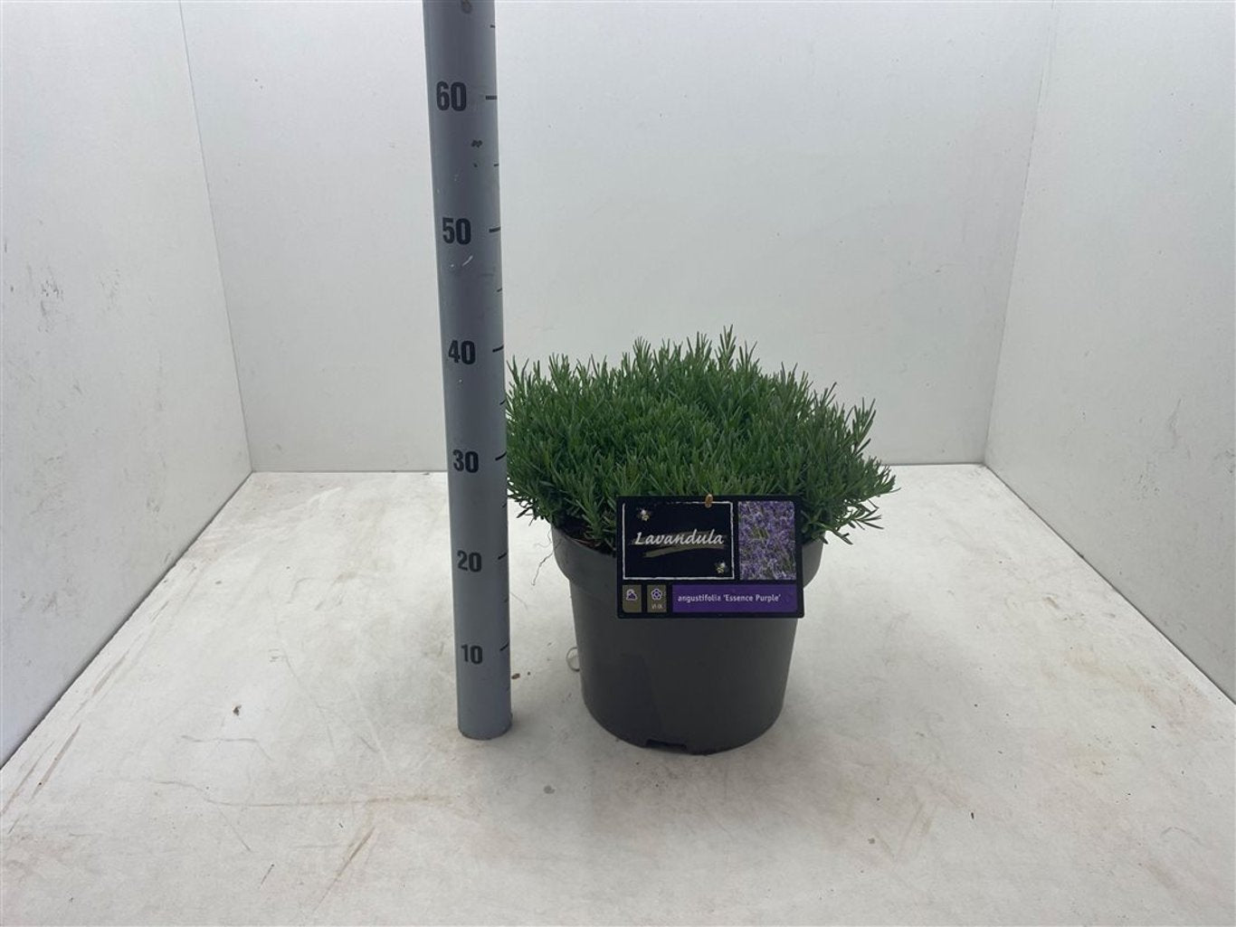 Lavandula ang. 'Essence Purple' - C10